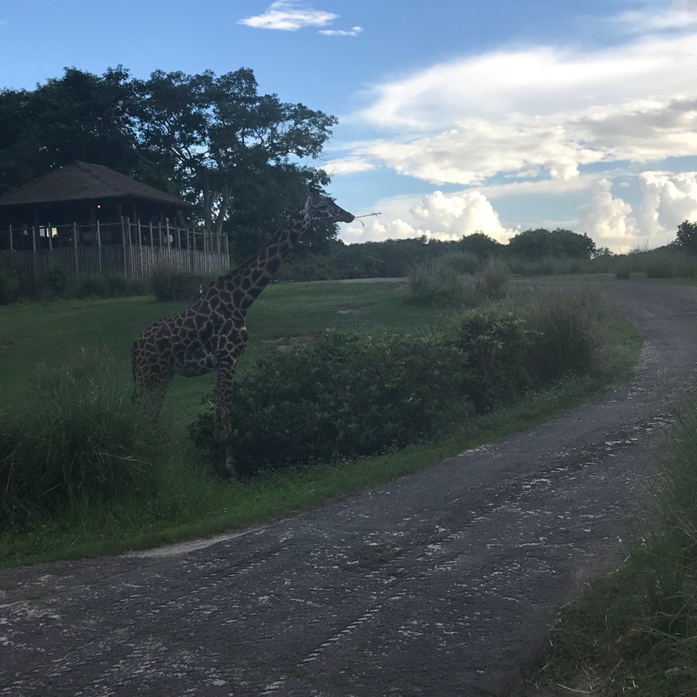 Meet your Posher, Alma